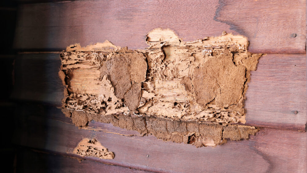 Wall of house with termite damage
