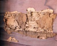 Wall of house with termite damage