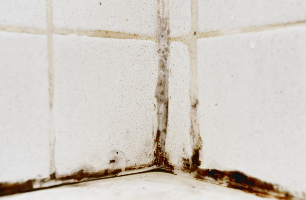 Mold growing in tile grout