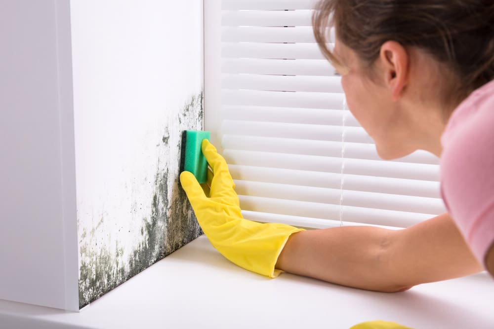 It’s Possible to Have Home Mold Inspections Without Being Alarmist Featured Image and Link to Article